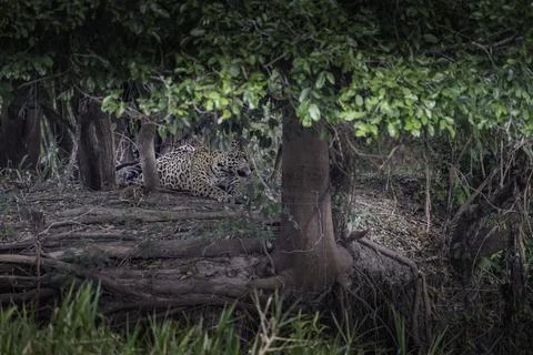 Jaguar resting under a large tree Stock Photos