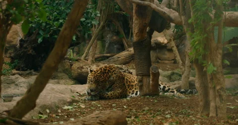 A jaguar resting under trees surrounded by a naturalistic environment Video stock 306530317