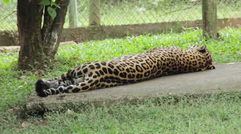 Jaguar Rolls Over Stock Footage 58633055