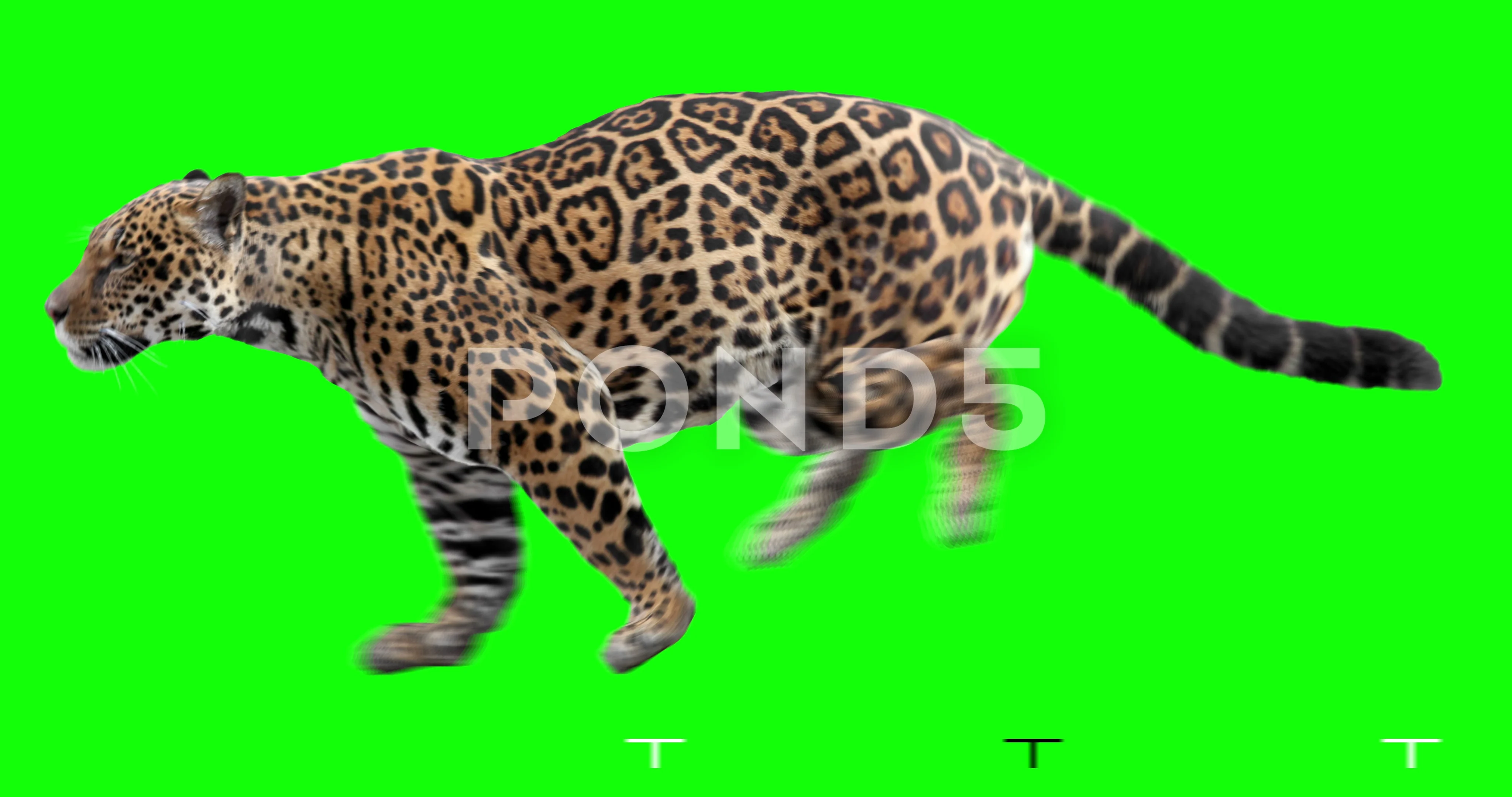 Jaguar running. Green screen. | Stock Video | Pond5