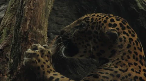 Jaguar Scratching Tree Stock Footage 60955019
