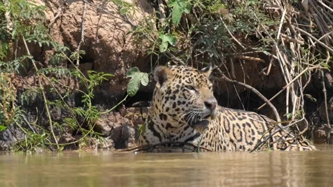 Jaguar searching for potential prey in the great wetlands of The Pantanal Stock Footage 291625264