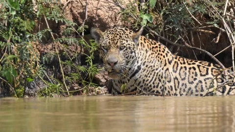 Jaguar searching for potential prey in the great wetlands of The Pantanal Stock Footage 291625322