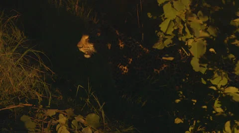 Jaguar in the shadows Stock Footage 25526595