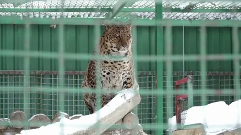 Jaguar sitting in the cage on snow Stock Footage 73330179