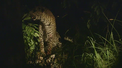Jaguar sitting in the shade Stock Footage 25780820