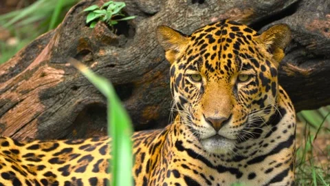Jaguar sitting in the tropical forest resting and looking at camera close up sho Stock Footage 328533854