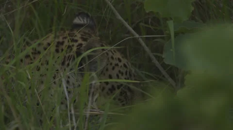 Jaguar sleeping Stock Footage 25514076