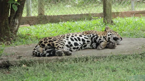 Jaguar Sleeping Vídeos de archivo 58633153