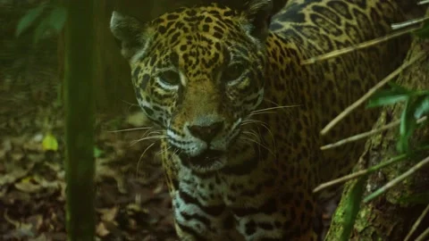 Jaguar in Slowmotion at the Belize Zoo, Central America Stock Footage 230769189
