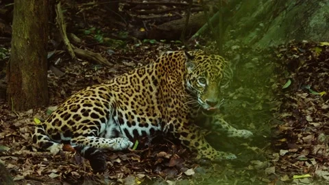 Jaguar in Slowmotion at the Belize Zoo, Central America Stock Footage 230769355
