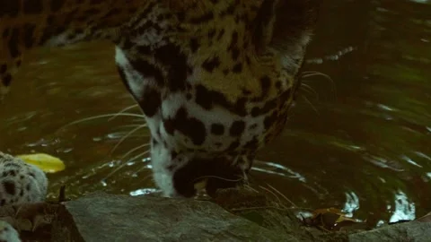 Jaguar in Slowmotion at the Belize Zoo, Central America Stock Footage 230769464