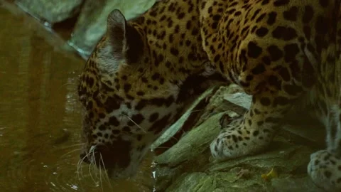 Jaguar in Slowmotion at the Belize Zoo, Central America Stock Footage 230769596