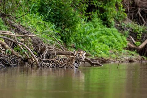 Jaguar standing in the cuiaba river Stock Photos
