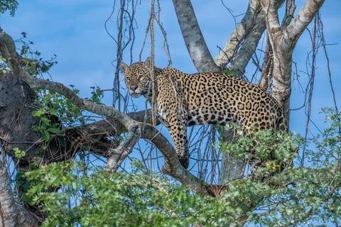 Jaguar standing high in a tree Stock-Fotos