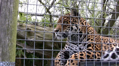 Jaguar staring Stock Footage 22754503