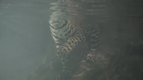Jaguar swimming Stock Footage 92709681