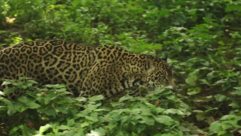 Jaguar tiger walking in the forest Stock Footage 248798460