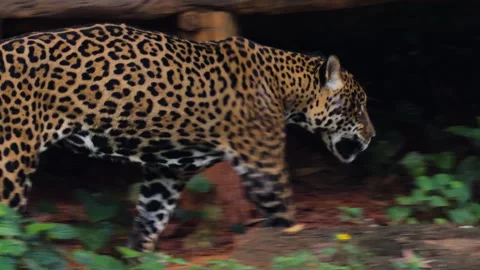 Jaguar tiger walking in the nature Stock Footage 321381044