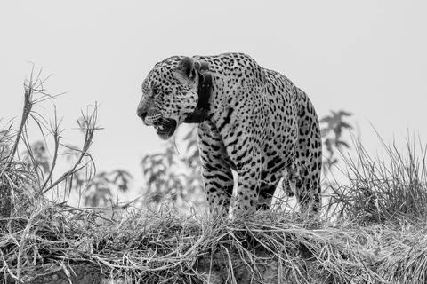 Jaguar with tracking collar in the Pantanal Stock Photos