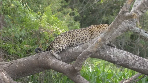 Jaguar on tree Stock Footage 100430257
