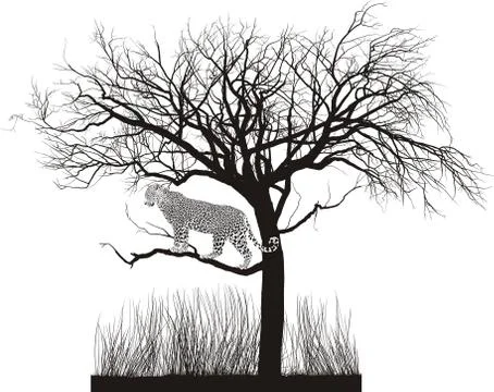 Jaguar in a tree Stock-Illustration