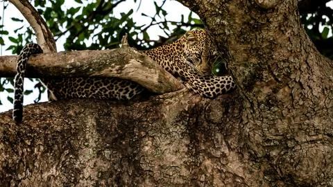 Jaguar in a tree Stock Photos
