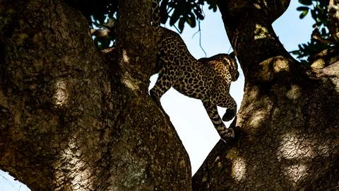 Jaguar in a tree Stock Photos