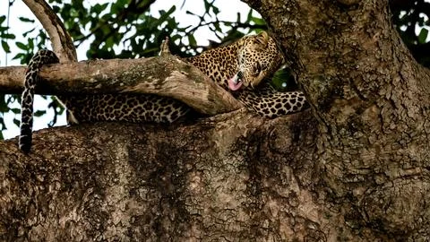 Jaguar in a tree Stock Photos