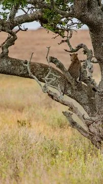 Jaguar in a tree Stock Photos