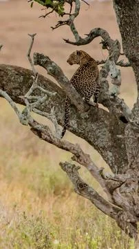 Jaguar in a tree Fotos Stock