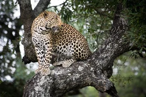 Jaguar In Tree Stock Photos