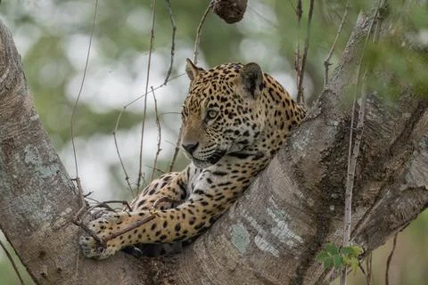Jaguar in the tree top Stock Photos