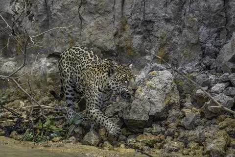 Jaguar under a cliff on the river Stock Photos