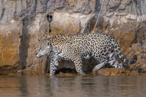 Jaguar wading in a river Stock Photos