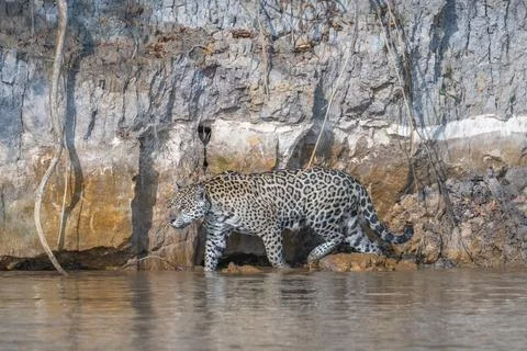 Jaguar wading in a river Stock Photos
