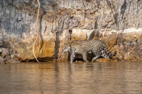 Jaguar wading in a river Stock Photos