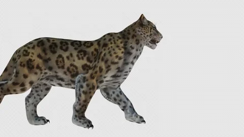 Jaguar Walk 4k ALPHA Video stock 241307251