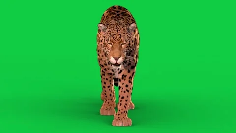 Jaguar Walk Front (loop)  HD green screen Stock-Footage 242543542