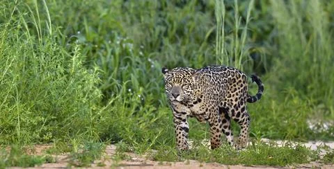 Jaguar walking along the sandy river bank. Panthera onca. Natural habitat. Cu Stock Photos