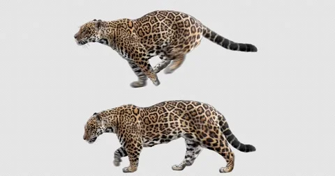 Jaguar Running Animal Stock Footage ~ Royalty Free Stock Videos | Pond5