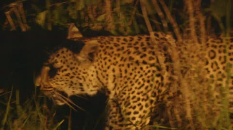 Jaguar walking behind trees Stock Footage 25527067