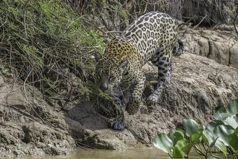 Jaguar walking on a clay based river bank Stock Photos