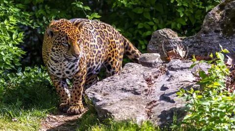 Jaguar walking down a path Stock Photos
