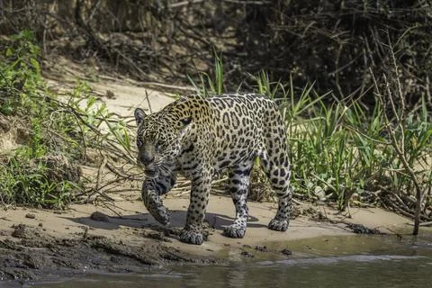 Jaguar walking on the edge of the river Stock Photos