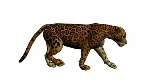 Jaguar walking Stock Footage 941978