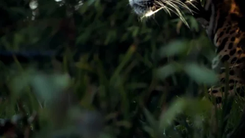 Jaguar Walking Stock Footage 101850528