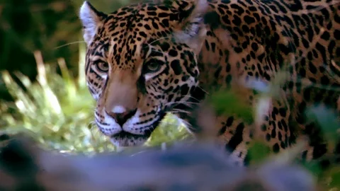 Jaguar Walking Stock Footage 101851208