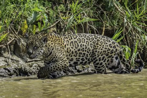 Jaguar walking in the river Stock Photos