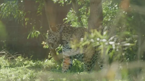 Jaguar walking through dappled green vegetation Stock Footage 344090874
